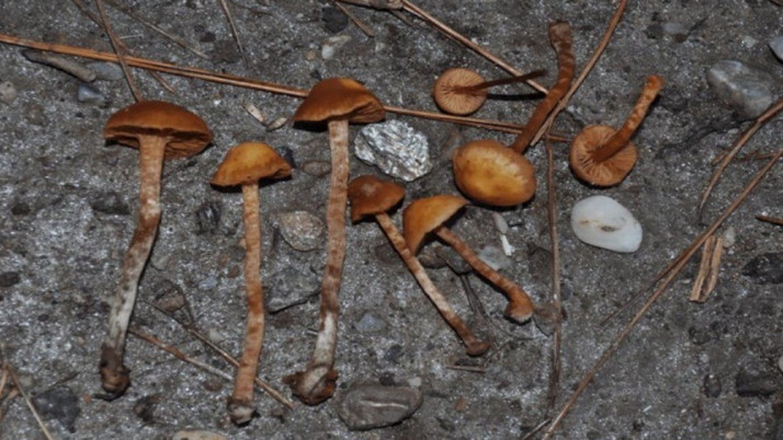 Aydın'da mantar yedikten sonra fenalaşan çiftten koca öldü, karısı hastaneye kaldırıldı