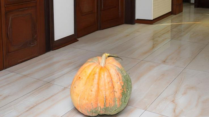 Hakkari'de 50,5 kilogramlık bal kabağı yetiştirildi