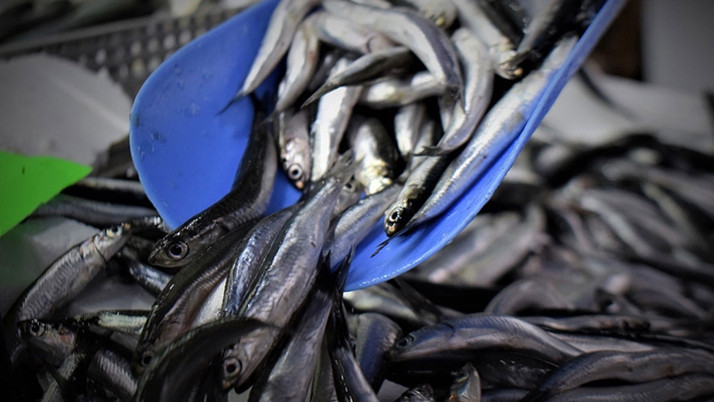 Bolluk var fiyat düştü! Hamsinin kilosu bakın ne kadar oldu