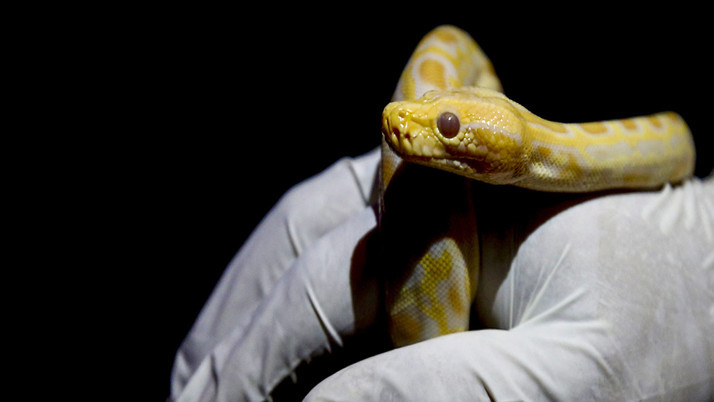 Asayiş kontrolü sırasında ilginç olay! Cebinden piton çıktı