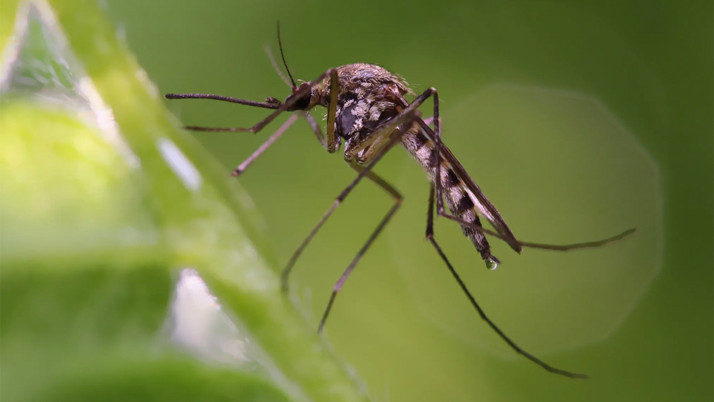 Son kale düştü deniyor! İzlanda'da ilk kez sivrisinek görüldü