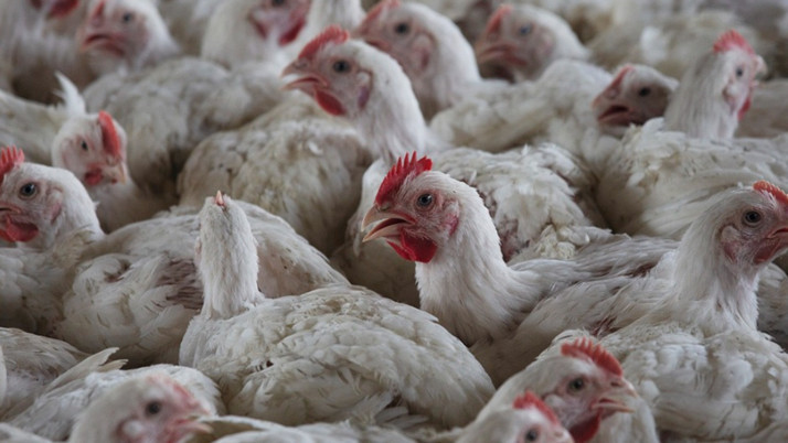 İspanya'da kuş gribi vakaları nedeniyle 2 milyondan fazla kümes hayvanı itlaf edildi