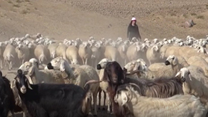 Gıda mühendisi genç kadın devlet desteği ile başardı! Tam 250 hayvana ulaştı