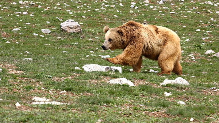 Öğretmen ve öğrenci grubuna ayı saldırdı! Yaralılar var