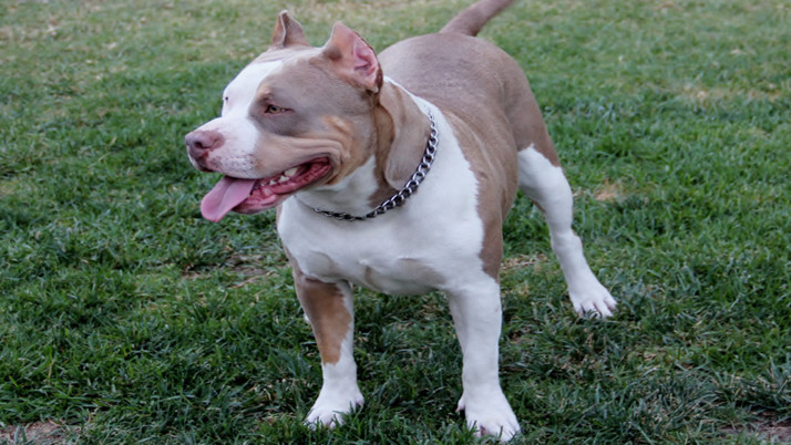 Başkentte 2 çocuğu yaralayan pitbull cinsi köpeğin sahibi tutuklandı