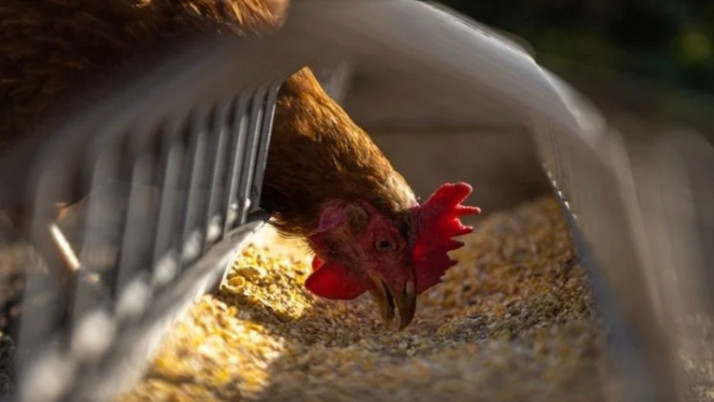 Tavukçuluk sektörünün öncüsüydü! O firma konkordato ilan etti
