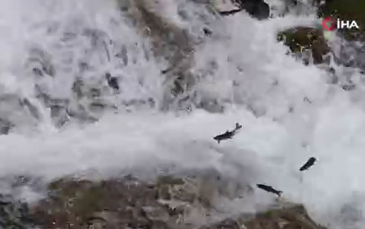 Tonlarca sazan can çekişiyor! Göç yolları kapatıldı!