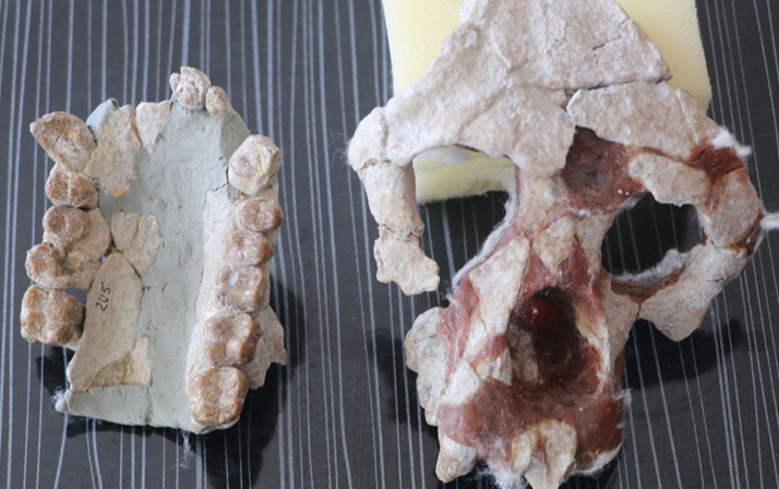 Çankırı'da bulunan fosiller heyecan yarattı! 4 yeni tür bilim dünyasına kazandırıldı!