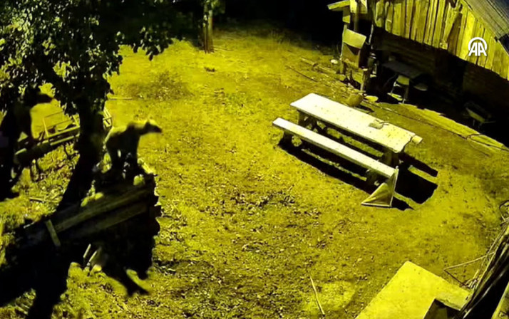 Ayılar armudun iyisini yemek için ağaca çıktı!