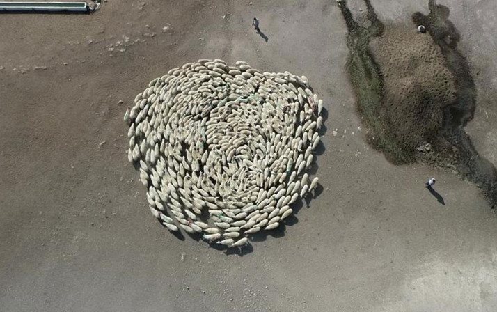 Amasya'da koyun sürüsü durmadan döndü! Görüntüler Çin'deki gizemli olayı akıllara getirdi