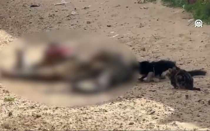 Gazze'de sokakta kalan cesetleri hayvanlar yiyor! Kan donduran görüntüler...