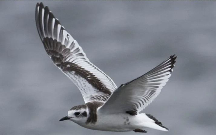 Kuşların yüzde 92'sini temsil eden kapsamlı soyağacı oluşturuldu