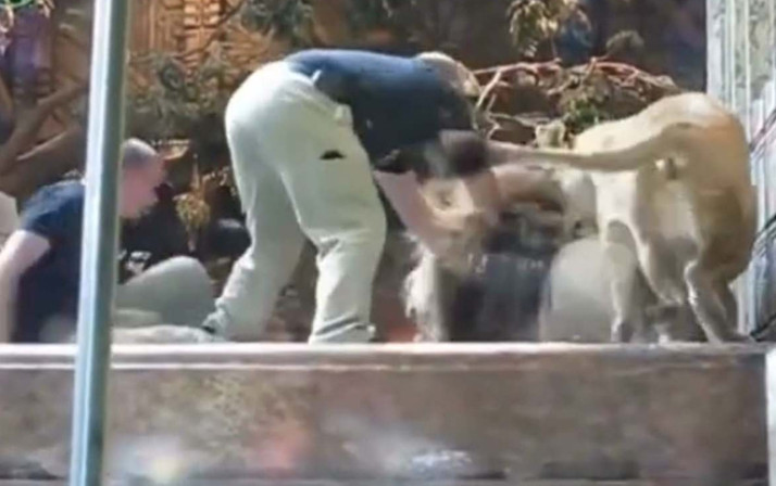 Hayvanat bahçesinde korku dolu anlar! Erkek aslan görevliye saldırdı, dişi ise...