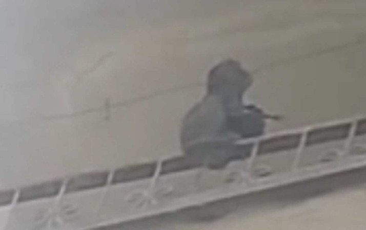 Tarsus’ta maymun paniği: Evlere girip yiyecek arıyor