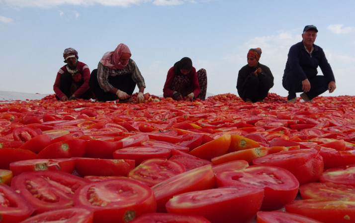 Şanlıurfa domatesini kuraklık ve aşırı sıcaklar vurdu! Üretim oranı düştü...