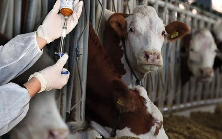 Kabus sona eriyor! Şap hastalığı kontrol altına alındı...