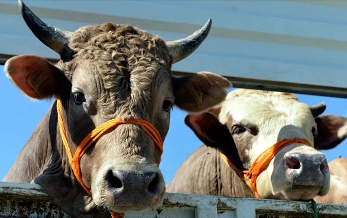 Türkiye raporunda korkutan tespitler: Et ve süt fiyatları aşırı artabilir