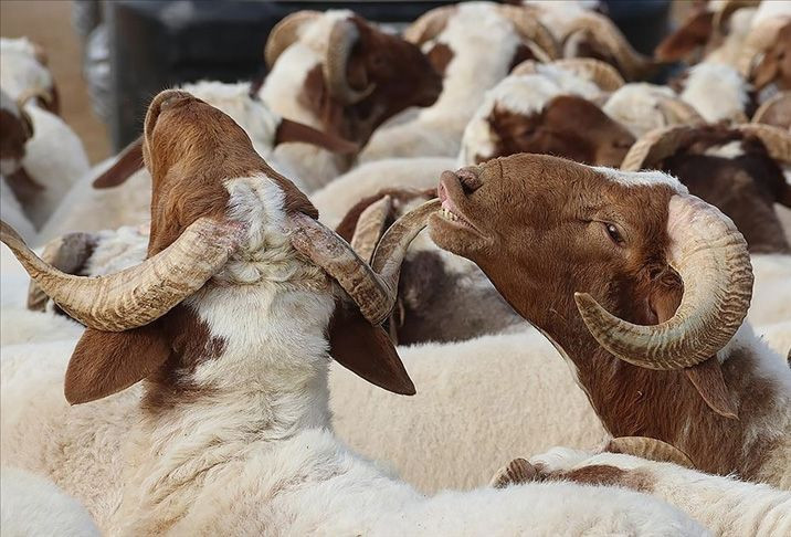 Kurban kesecekler dikkat! İşte 10 soruda kurban ibadetiyle ilgili doğru bilinen yanlışlar - Resim: 2