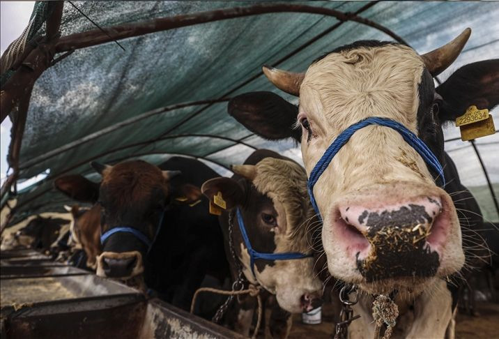Kurban kesecekler dikkat! İşte 10 soruda kurban ibadetiyle ilgili doğru bilinen yanlışlar - Resim: 4