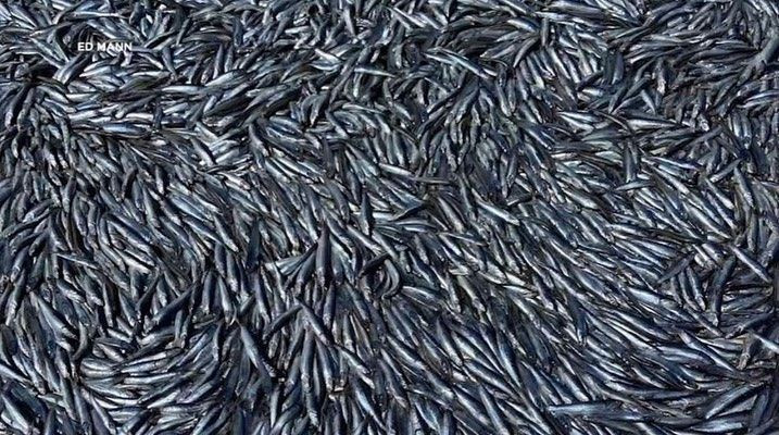 Görenler inanamadı! O şehirde gökten yağmur değil hamsi yağdı - Resim: 3