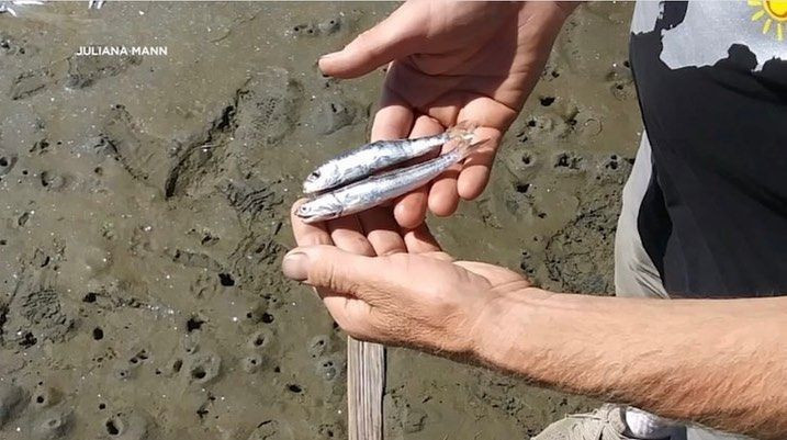 Görenler inanamadı! O şehirde gökten yağmur değil hamsi yağdı - Resim: 2