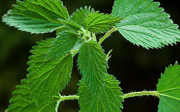 Balla karıştırılan ısırgan otu bomba etkisi yapıyor! - Resim: 2