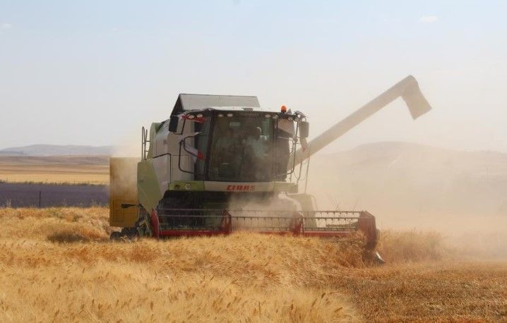 Siirt'te buğday hasadının bolluğunu gören çiftçi, buğdayların içinde yüzdü! - Resim: 2