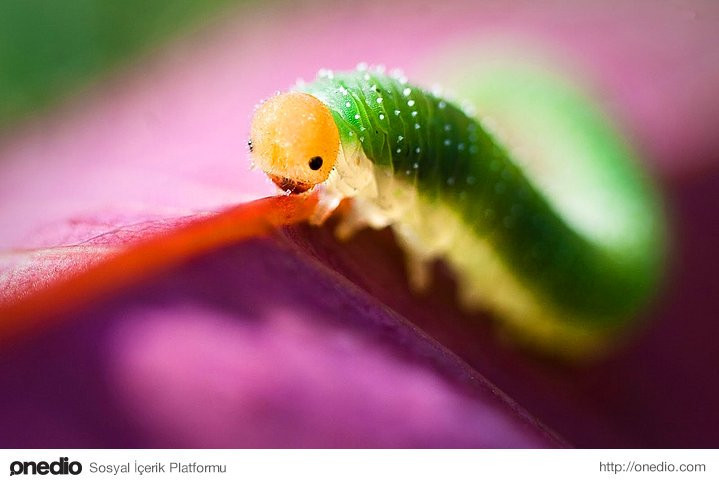 Bakanı büyüleyen 43 fotoğraf muhteşem - Resim: 1
