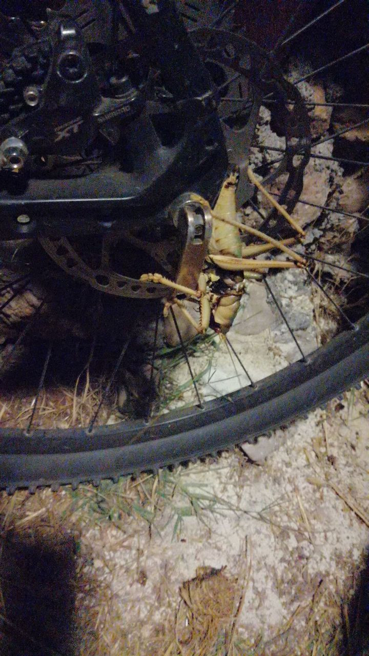 Adıyaman'da 20 santimlik çekirge görenleri şaşırttı - Resim: 3