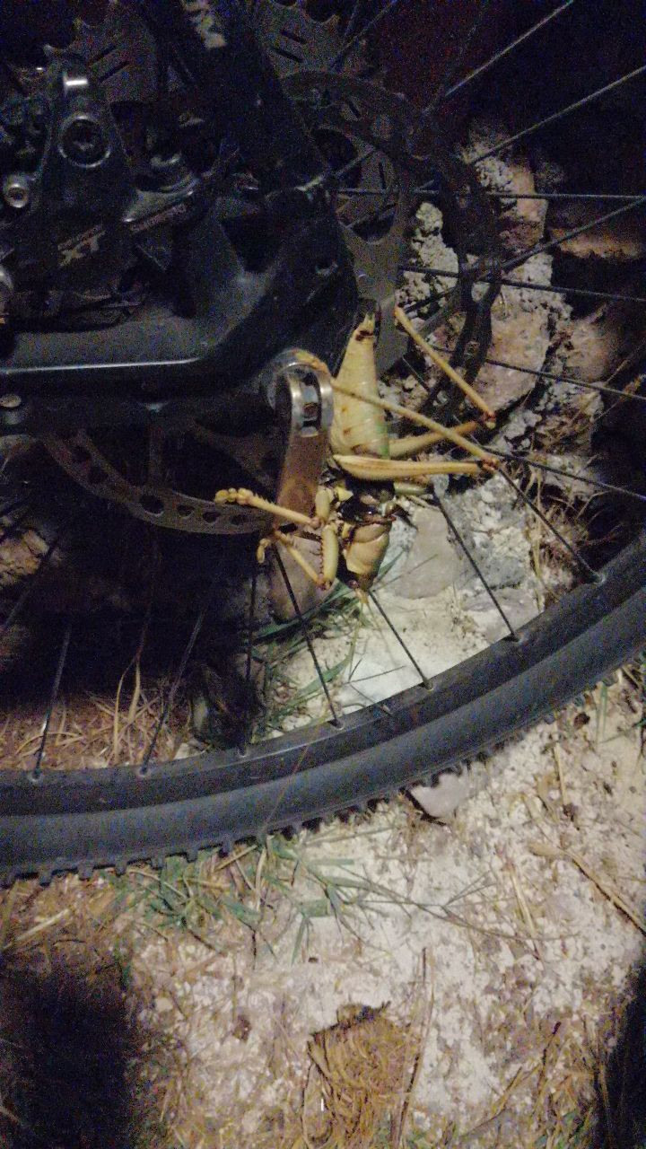 Adıyaman'da 20 santimlik çekirge görenleri şaşırttı - Resim: 1