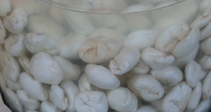 Bu sakız bir ay çiğnenebiliyor kilosu yarım altınla yarışıyor - Resim: 4