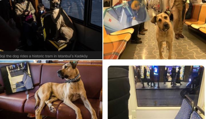 İBB tramvayında 'kaka kumpası' kurulan Boji'yi Demet Akalın sahiplenmek istiyor - Resim: 1