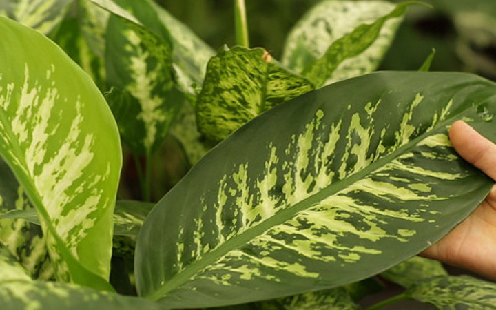 Evinizde bu bitki varsa dikkat!