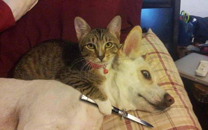 Köpek ve kedileri hiç böyle görmediniz