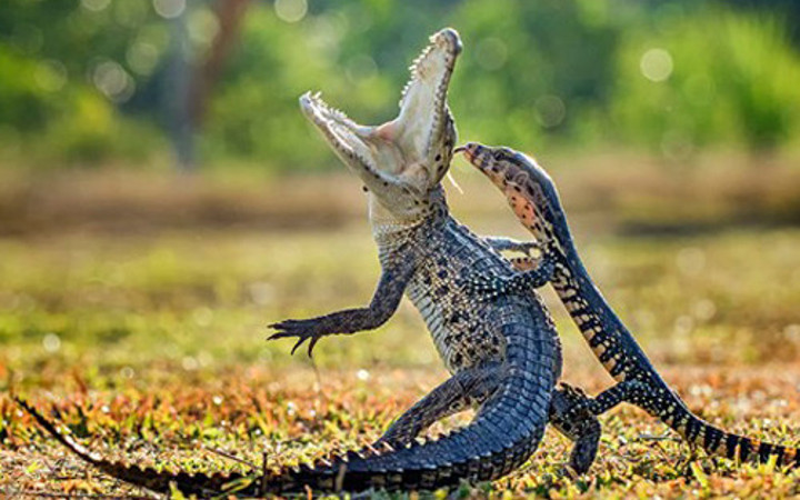 2015'in en seçkin fotoğrafları