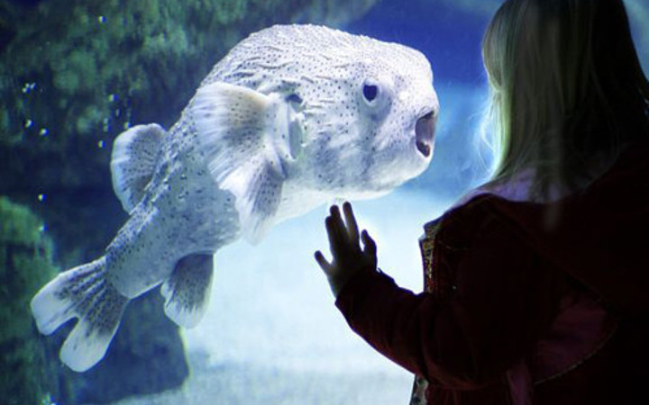 Pazartesi sendromuna 40 fotoğraf