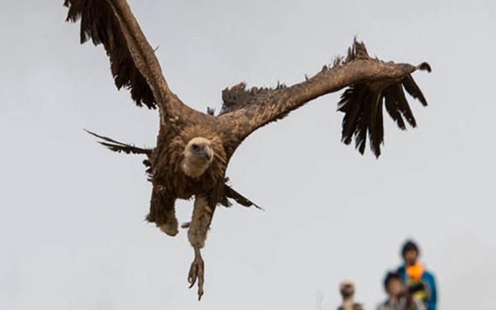 Ölüleri yedirmek için akbabaları bekliyorlar!
