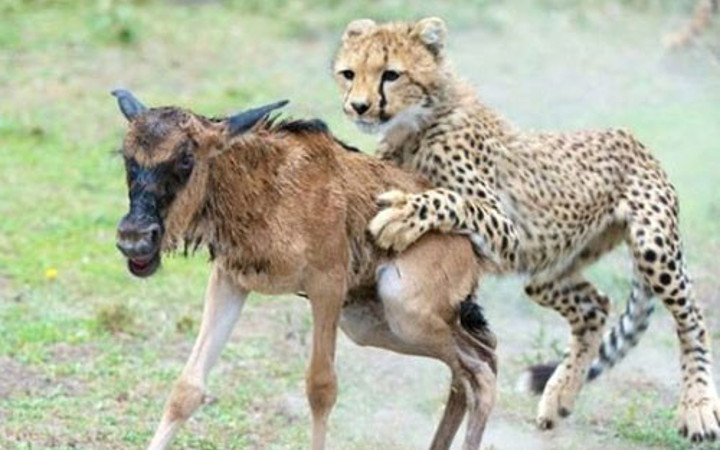 Doğar doğmaz vahşi çitaya yem oldu! En talihsiz an