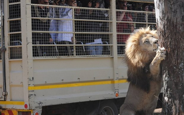 Safari keyfi kabusa döndü! Öyle bir hata yaptı ki...