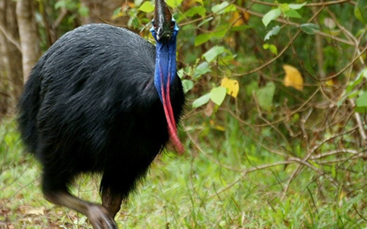 Rekorlar kitabına girdi! Bu kuş bir tabur askeri öldürdü