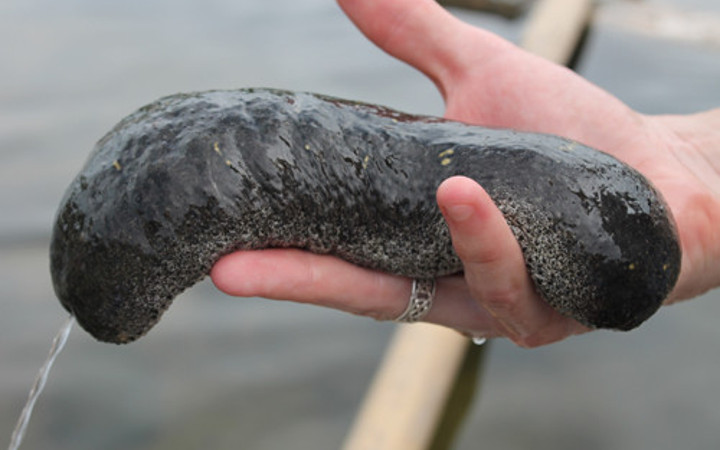 1400 kilo deniz patlıcani ele geçirildi