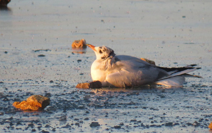 Konya'da gölde donup sıkışan martı kurtarıldı