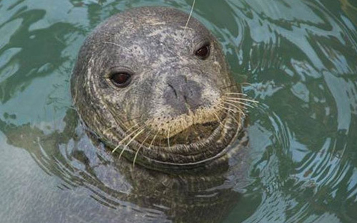 Dünyada sadece 700 tane kaldı... Kuşadası'nda görüntülendi!