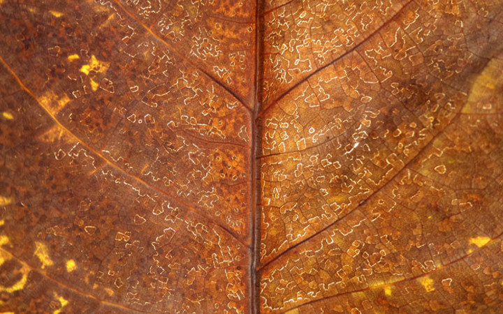 Yaprağın üzerindeki çizimlere dikkat! Çok şaşıracaksınız