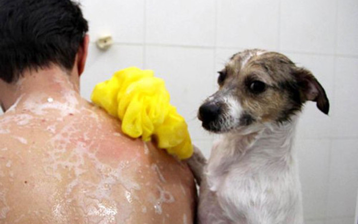 Yapmadığı iş yok sosyal medya fenomeni olan köpek