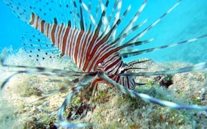 İlk kez Türkiye'de ortaya çıktı balıkçılar şokta