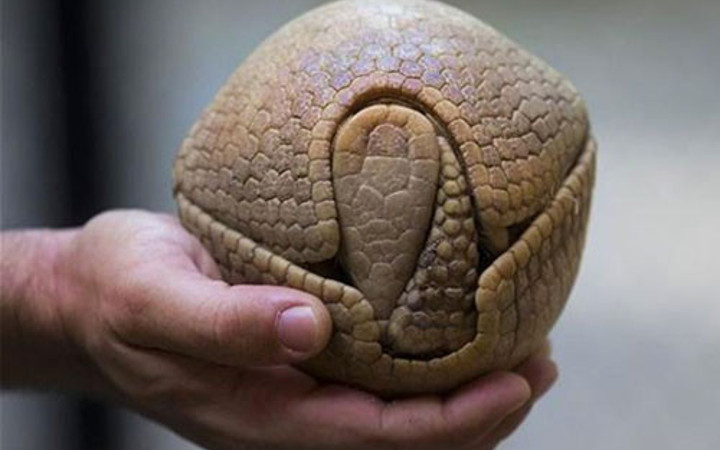 Ne olduğunu öğrenince çok şaşıracaksınız