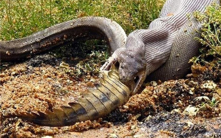 Timsahın yılanla yaşam mücadelesi yok böyle kaçış