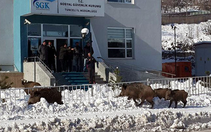 Tunceli'de aç kalan domuzlar şehre indi