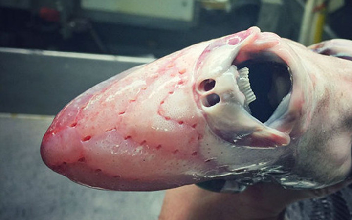 Bu balıkları ilk kez göreceksiniz